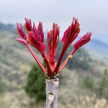 大竹县露天香椿芽头茬