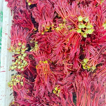 大竹香椿芽