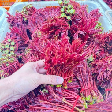 红油6号香椿芽