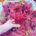 红油6号香椿芽