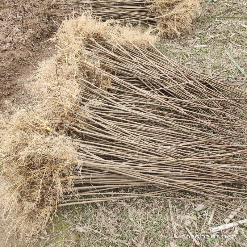 黄柏苗川黄柏苗厚皮黄柏苗量大价优基地批发