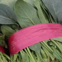 大叶菠菜产地大量上市