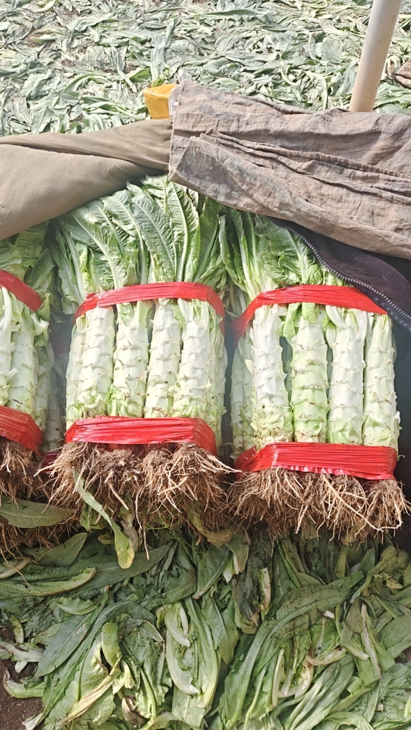 尖叶三青莴苣