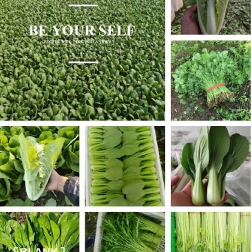南通叶菜批发