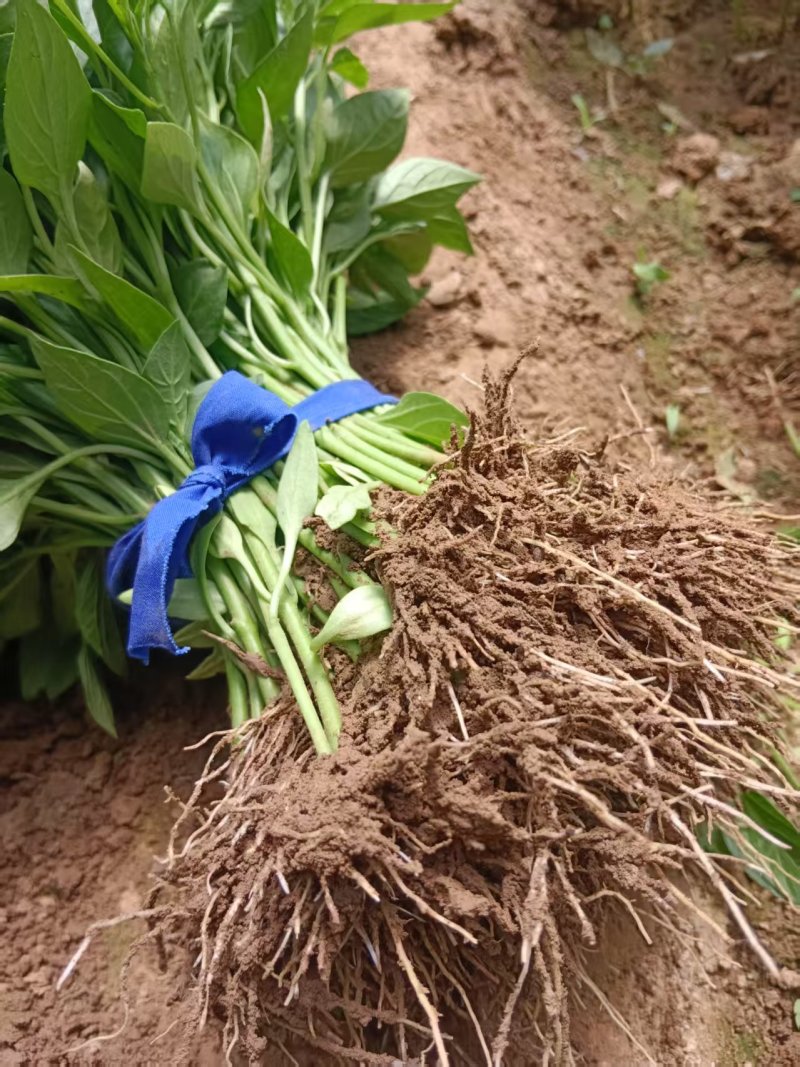 小米椒辣椒苗朝天椒苗现挖现发产量高膨果快包成活