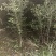 杜梨苗梨树苗桃树苗李子树苗樱桃树苗核桃树苗
