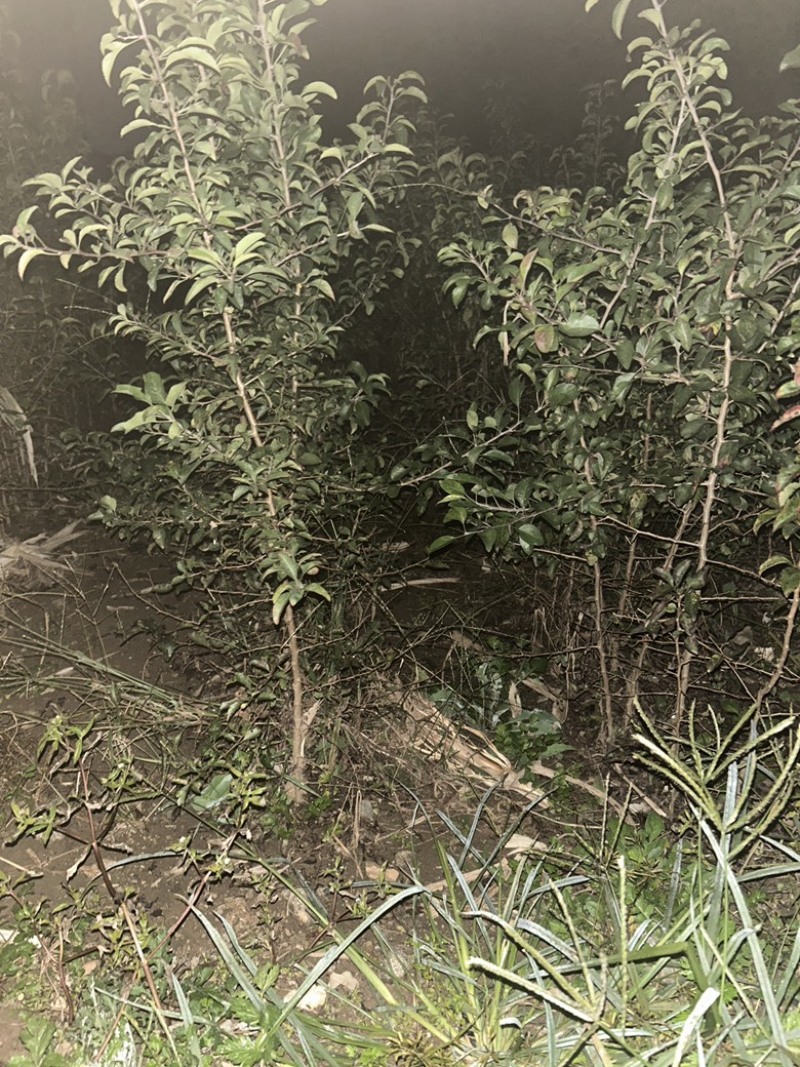 杜梨苗梨树苗桃树苗李子树苗樱桃树苗核桃树苗