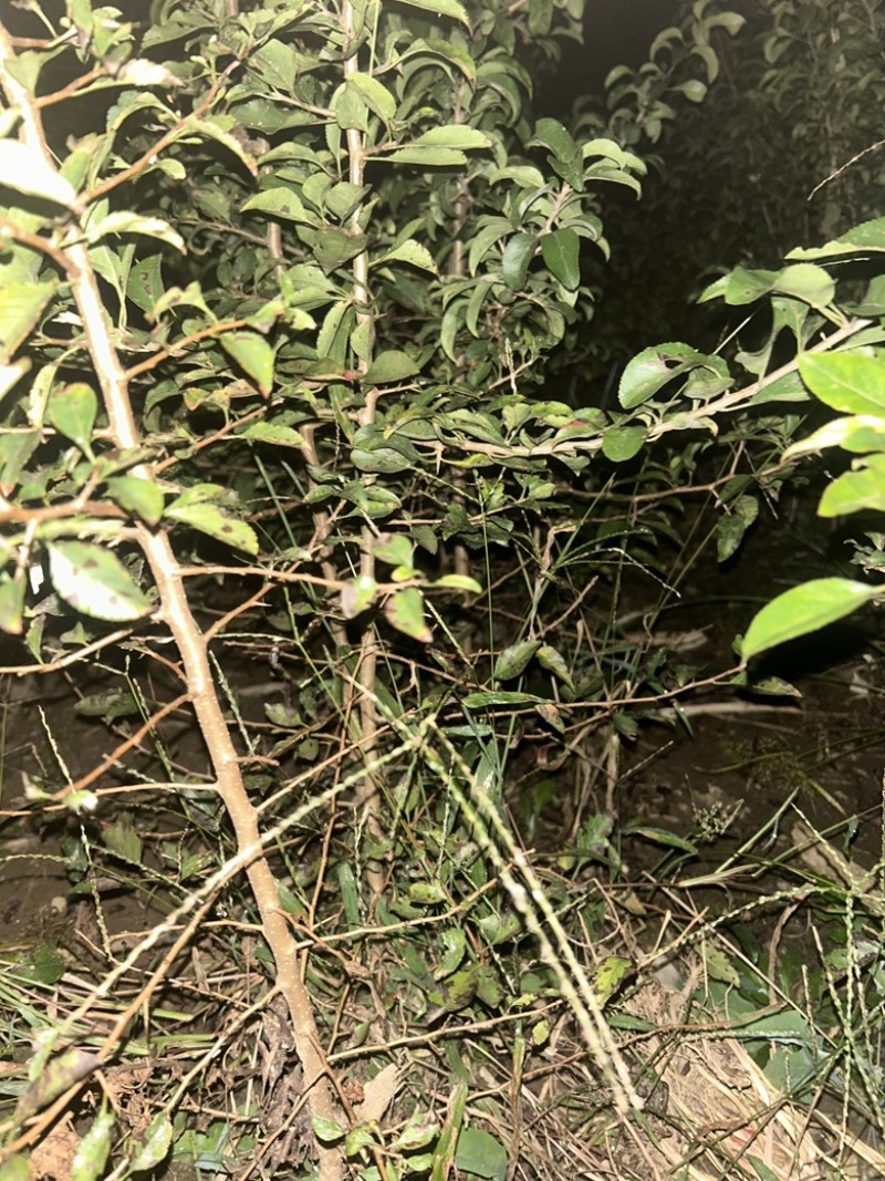 杜梨苗梨树苗桃树苗李子树苗樱桃树苗核桃树苗