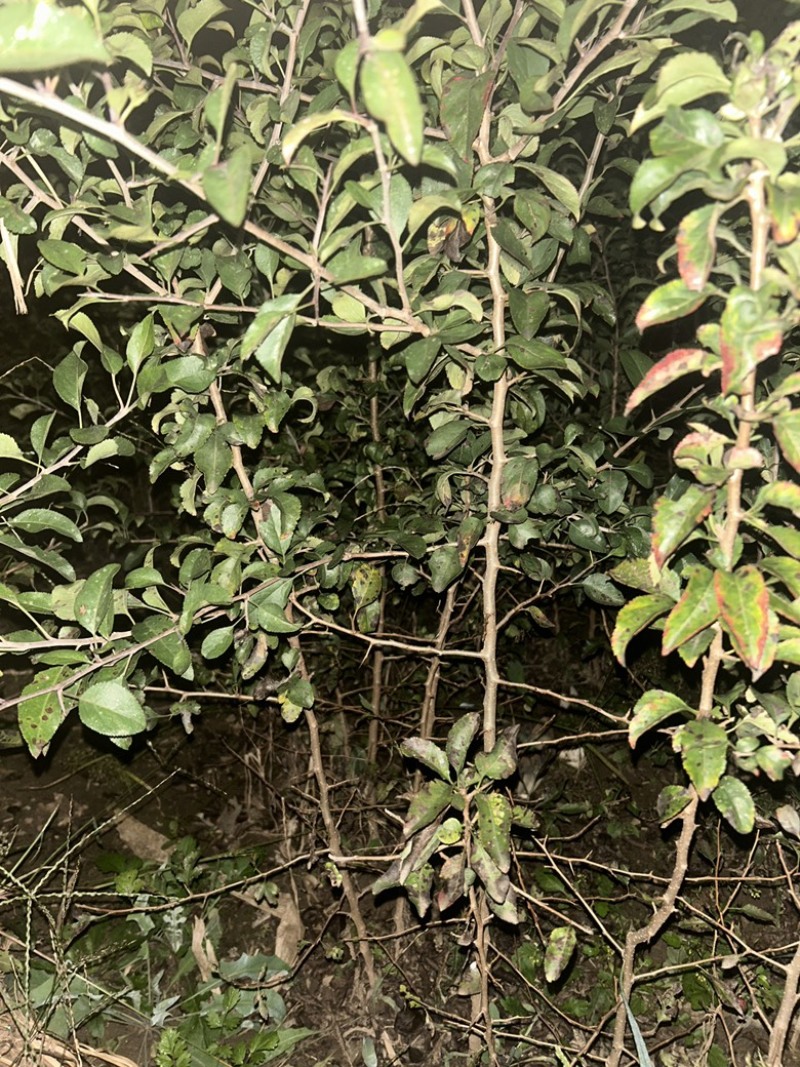 杜梨苗梨树苗桃树苗李子树苗樱桃树苗核桃树苗