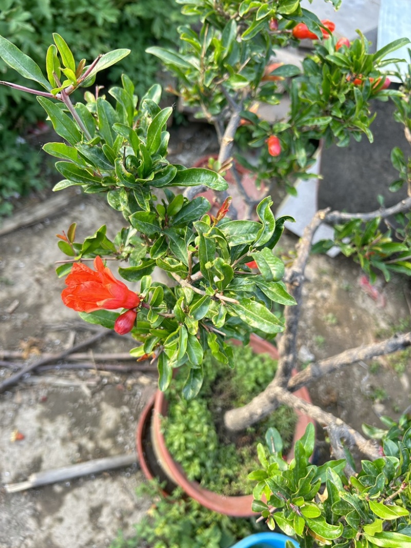 核桃树嫁接核桃树苗文玩核桃树苗占地核桃树苗