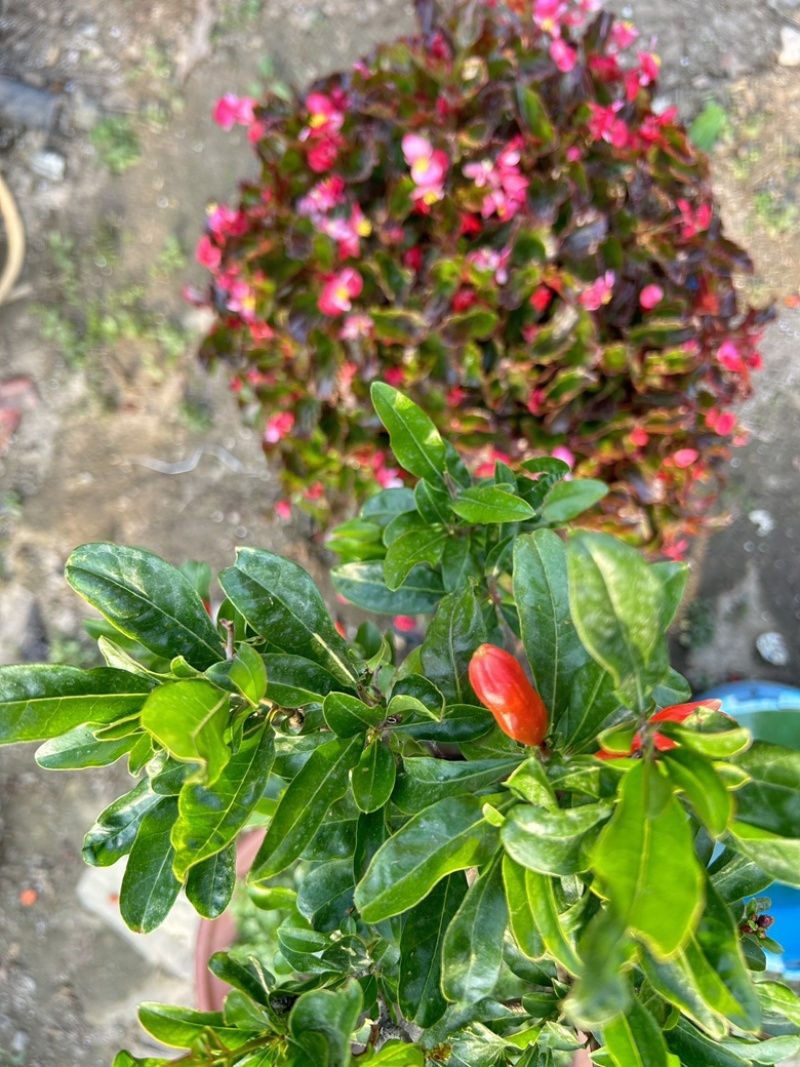 核桃树嫁接核桃树苗文玩核桃树苗占地核桃树苗