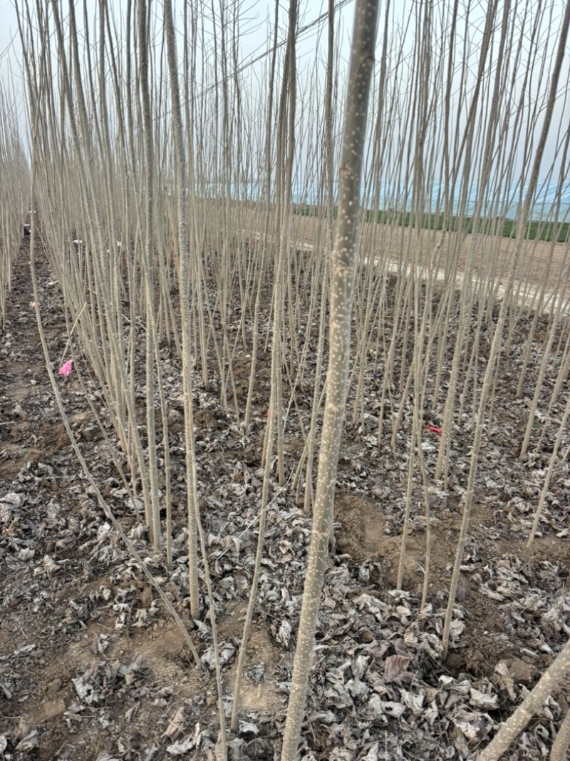 107杨树苗无絮杨树苗基地直发全国发货质量保证