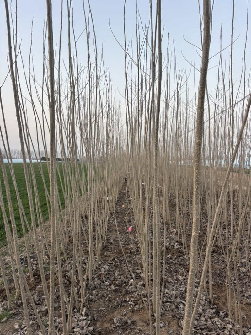 107杨树苗无絮杨树苗基地直发全国发货质量保证