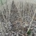 107杨树苗无絮杨树苗基地直发全国发货质量保证