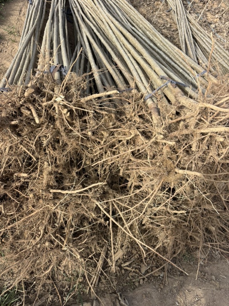 107杨树苗无絮杨树苗基地直发全国发货质量保证