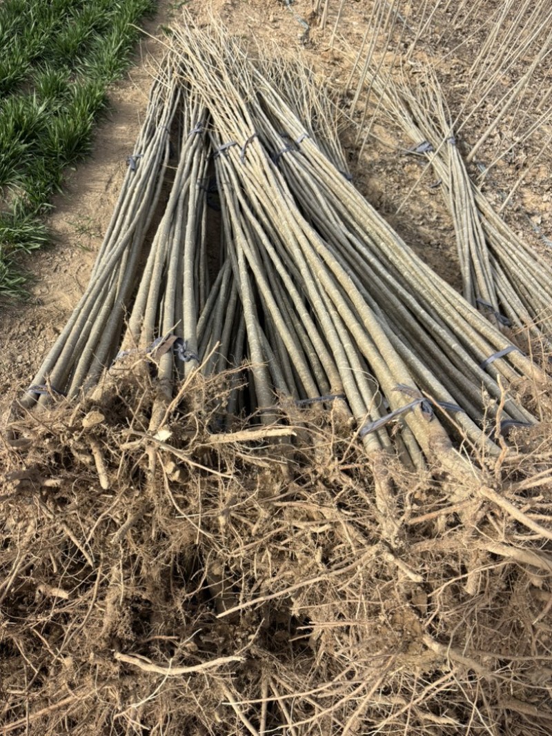107杨树苗无絮杨树苗基地直发全国发货质量保证