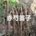赤芍苗
