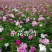 赤芍苗