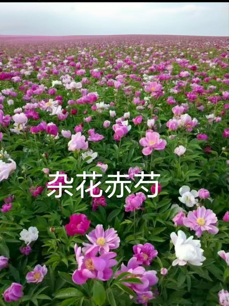 赤芍苗