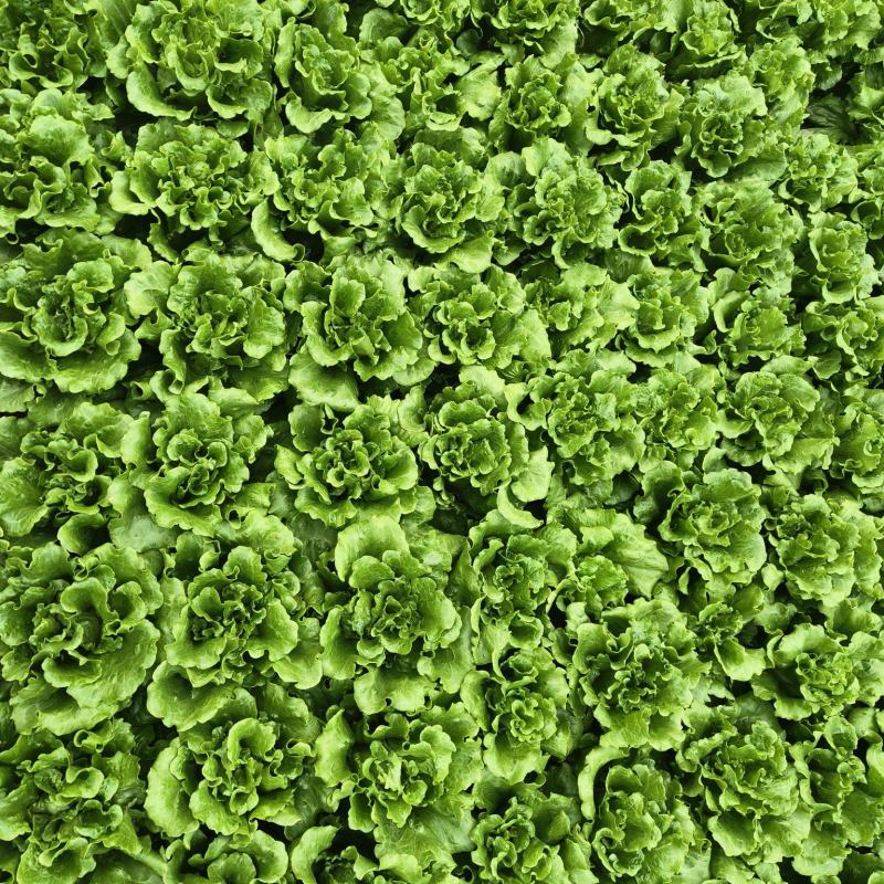 【生菜】意大利生菜5两~6两，基地直供，可视频看货