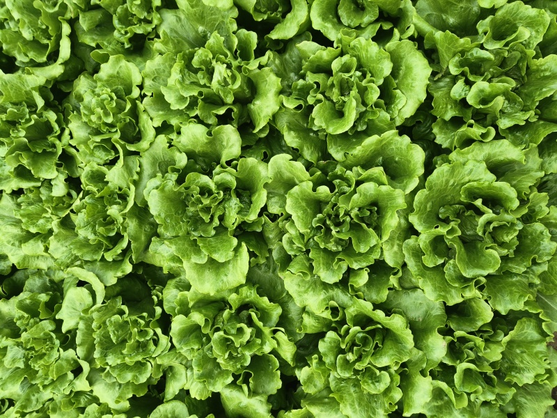 【生菜】意大利生菜5两~6两，基地直供，可视频看货