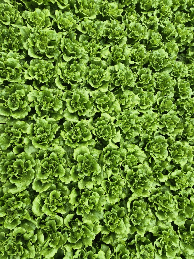 【生菜】意大利生菜5两~6两，基地直供，可视频看货
