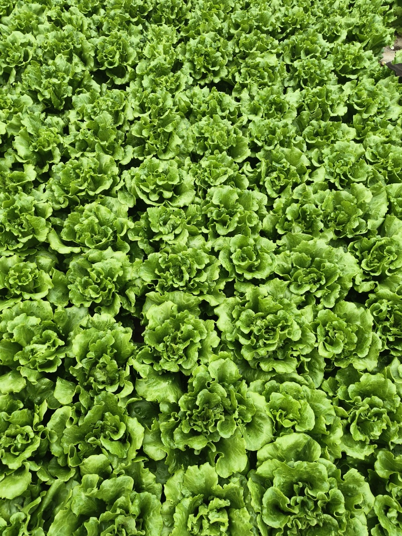 【生菜】意大利生菜5两~6两，基地直供，可视频看货