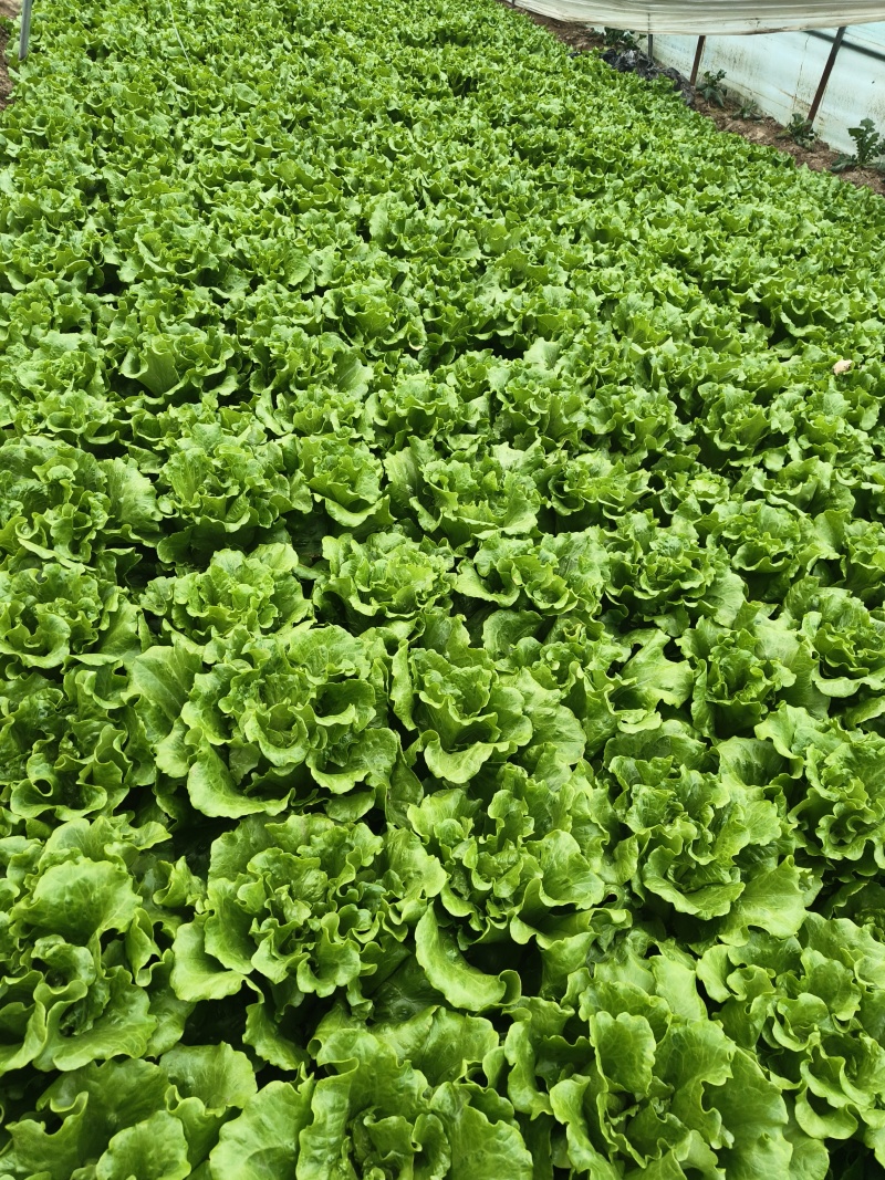 【生菜】意大利生菜5两~6两，基地直供，可视频看货
