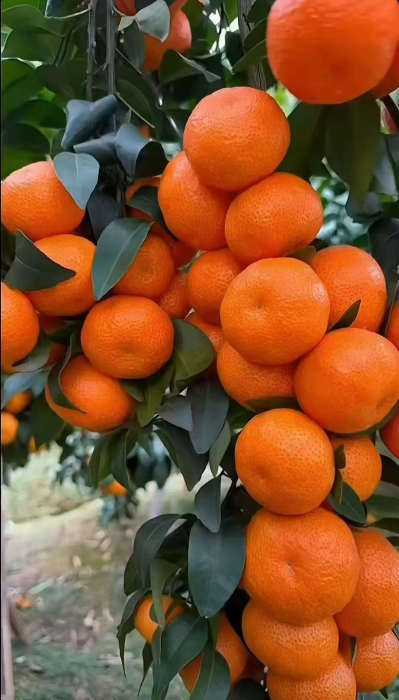 沃柑和沙糖橘