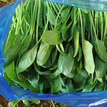 大连市联丰村菠菜