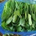 大连市联丰村菠菜