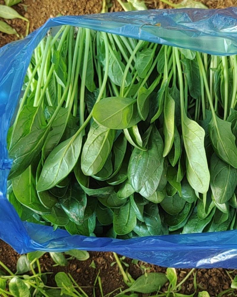 大连市联丰村菠菜
