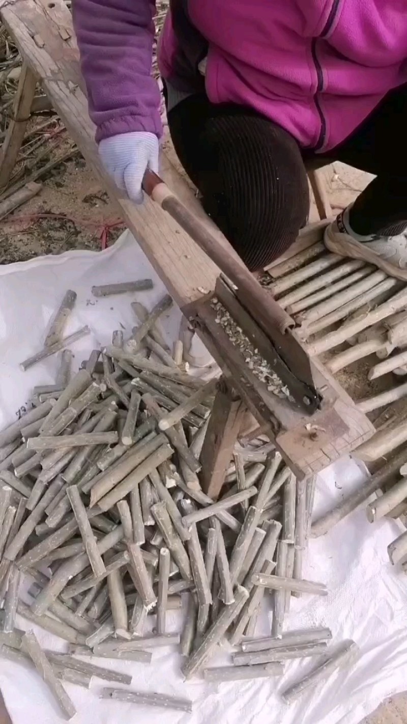 107速生杨仟插段