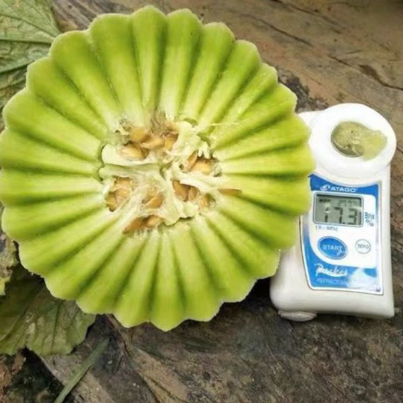 台湾玉菇甜瓜种子高端玉菇白皮绿肉冰淇淋软糯香甜蜜瓜种子