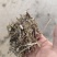花生秧草料销售