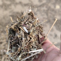 花生秧草料销售