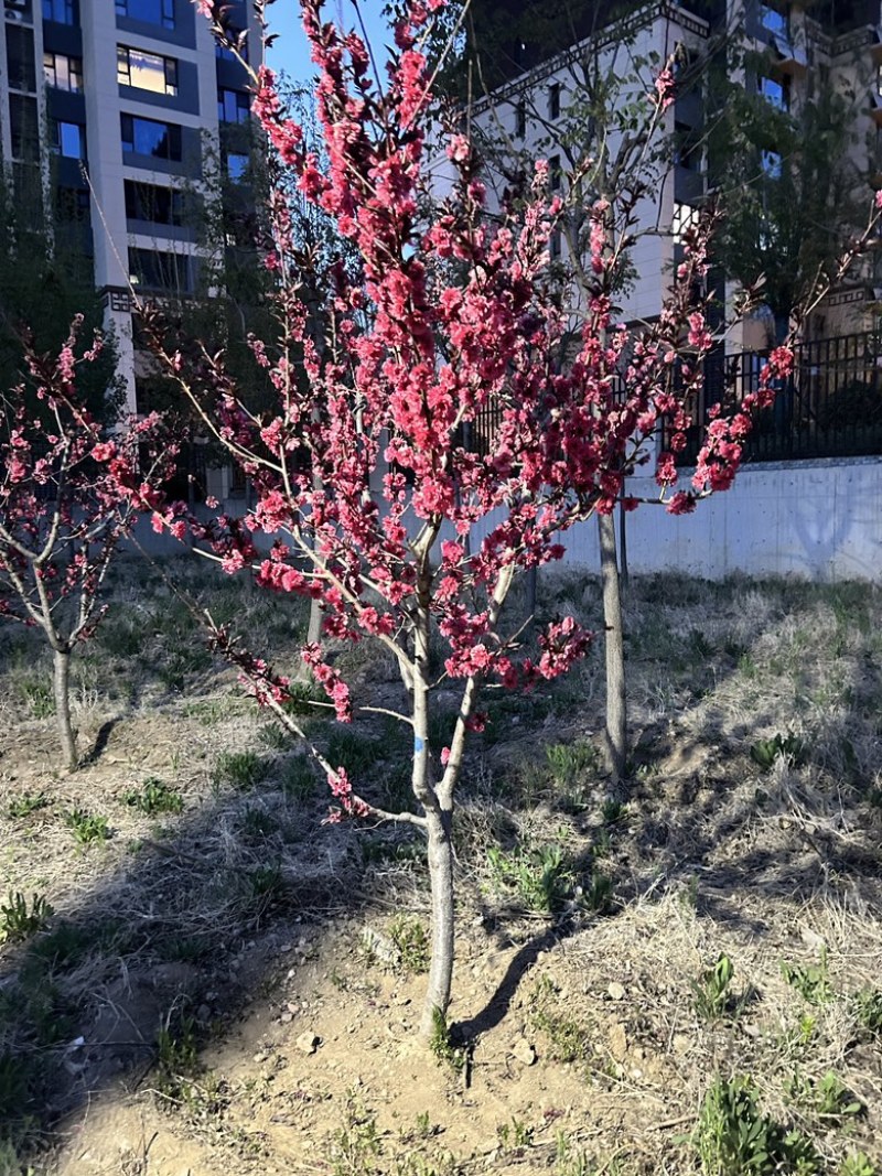 成品桃树品种齐全毛桃树苗嫁接成活率高果树种植