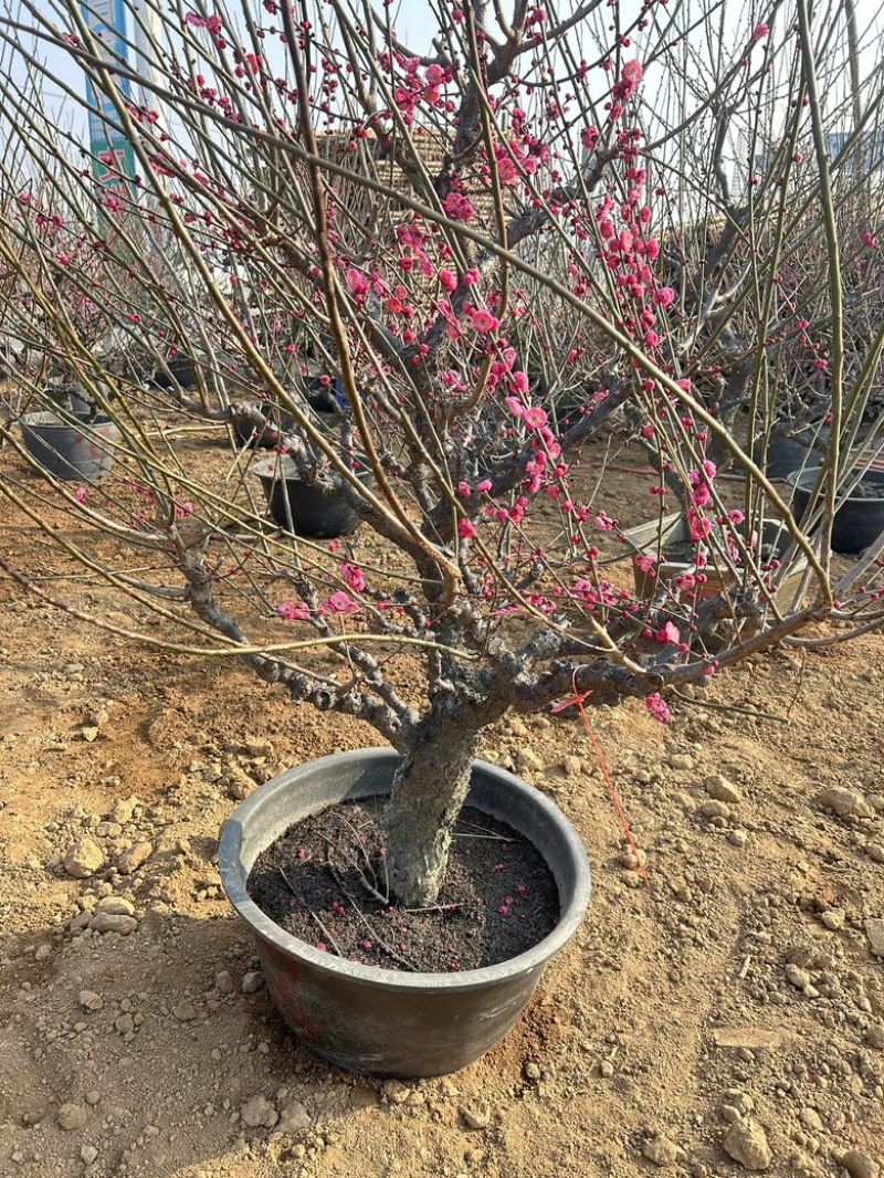 成品桃树品种齐全毛桃树苗嫁接成活率高果树种植