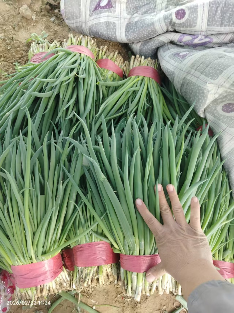 小葱大量供应