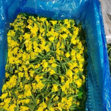水果黄瓜花常年有货