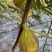 无花果***********