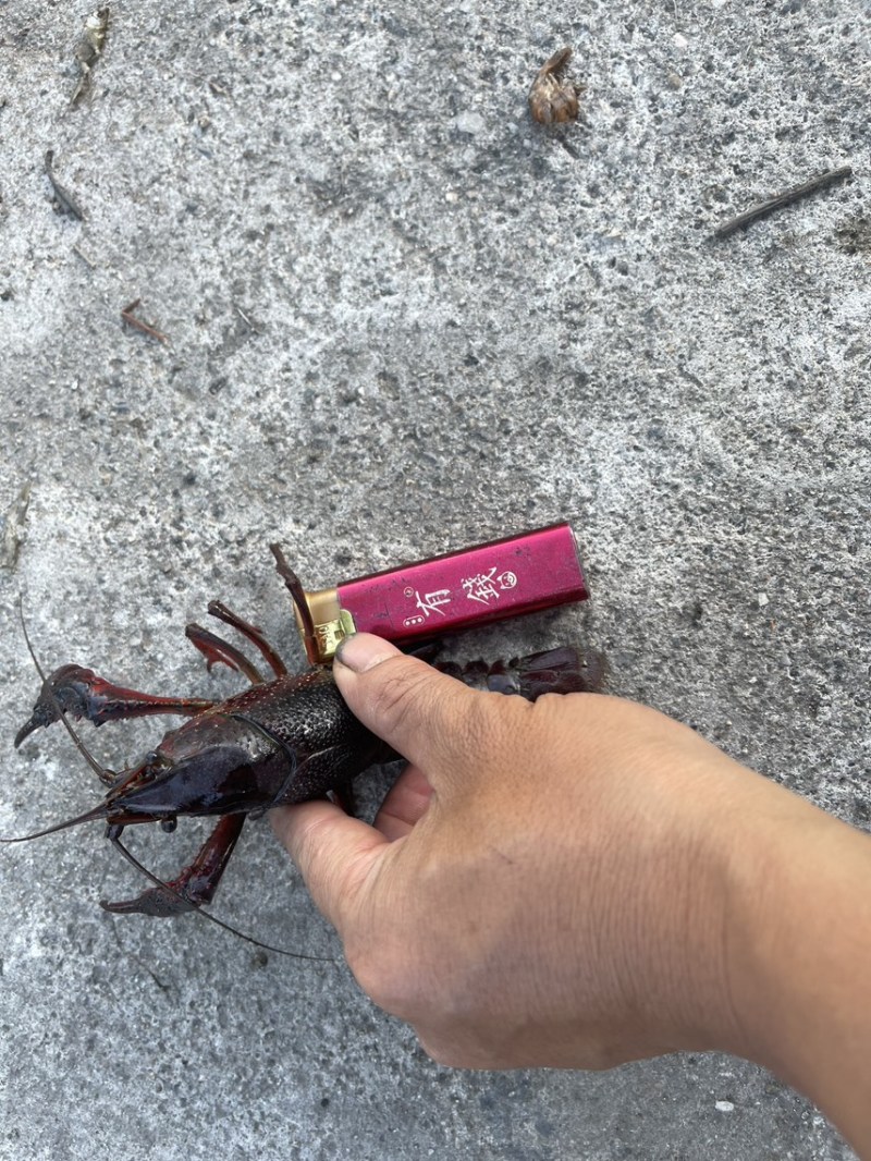 一手货源。价格优惠。
