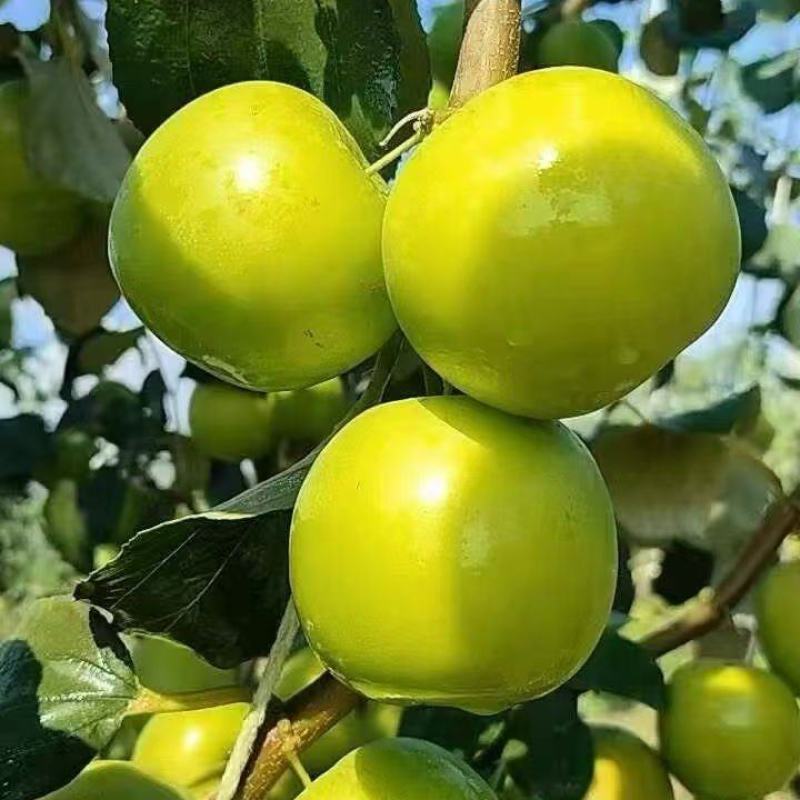 苹果枣