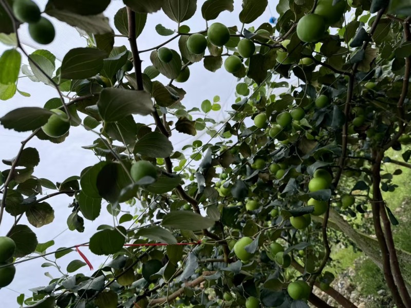 苹果枣