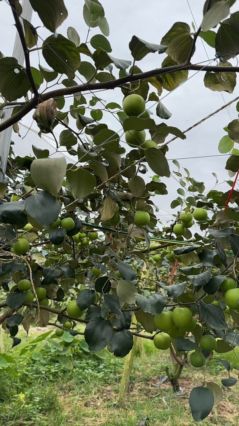 苹果枣