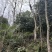 杜仲树