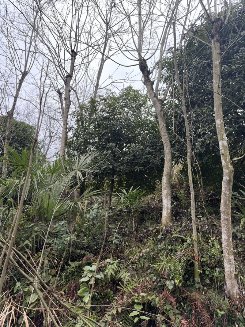 杜仲树