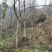 杜仲树