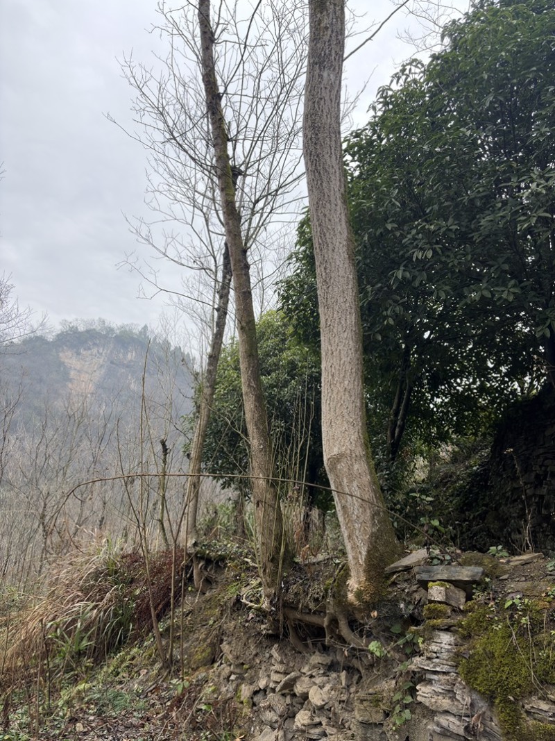 杜仲树