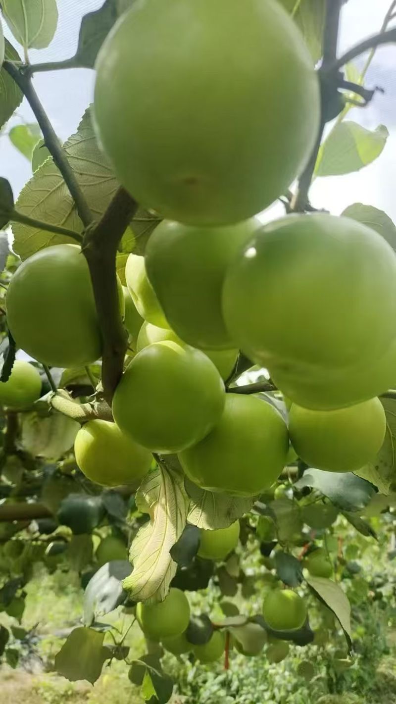 西双版纳苹果枣**品质高糖度